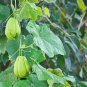 Bonsai Chayote Succulent Pumpkin Fruit Vegetables Bonsai Potted Plant for Flower