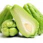 Bonsai Chayote Succulent Pumpkin Fruit Vegetables Bonsai Potted Plant for Flower