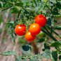 Bonsai Cherry Tomato Red Round Fruit - 100 Seeds