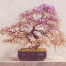 Bonsai Chinese Wisteria - 100 Seeds