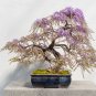 Bonsai Chinese Wisteria - 100 Seeds