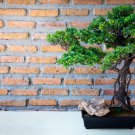 Bonsai Cinnamomum Kotoense Plant  - 10 Seeds
