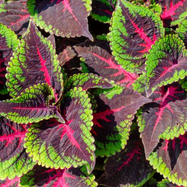 Bonsai Coleus Foliage Plants Perfect Color Arc-Dragon Beautiful Flower Plant - 1