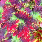 Bonsai Colorful Coleus Foliage Plants Rainbow Leaf Plant Dragon - 100 Seeds Bonsai Colorful Coleus Foliage Plants Rainbow Leaf Plant Dragon - 100 Seeds