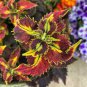 Bonsai Colorful Coleus Foliage Plants Rainbow Leaf Plant Dragon - 100 Seeds