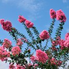 Bonsai Crape Myrtle Tree Red Flowers - 30 Seeds