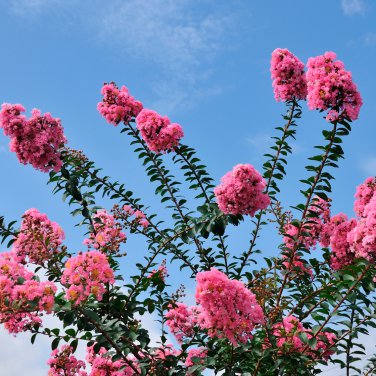 Bonsai Crape Myrtle Tree Red Flowers - 30 Seeds