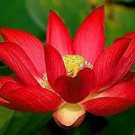 Bonsai Double Red Lotus - 5 Seeds Bonsai Double Red Lotus - 5 Seeds