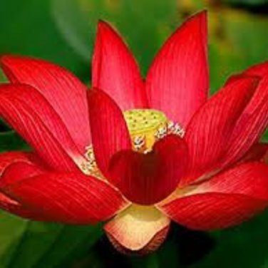 Bonsai Double Red Lotus - 5 Seeds