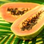 Bonsai Fruit Dwarf Papaya Miniature Pawpaw - 50 Seeds