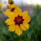 Bonsai Early Sunrise Yellow Coreopsis Flower - 20 Seeds