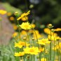Bonsai Early Sunrise Yellow Coreopsis Flower - 20 Seeds