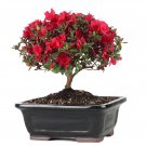 Bonsai F1 Red Azalea Hardy Rhododendron - 50 Seeds Bonsai F1 Red Azalea Hardy Rhododendron - 50 Seeds
