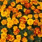 Bonsai French Marigold Tagetes Patula Annual Flower - 50 Seeds