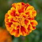 Bonsai French Marigold Tagetes Patula Annual Flower - 50 Seeds