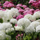 Bonsai Garden Hydrangea Flowers Perennial Little Tree Flower - 100 Seeds Bonsai Garden Hydrangea Flowers Perennial Little Tree Flower - 100 Seeds