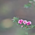 Bonsai Flower Bonsai Leptospermum Scoparium Flamenco Angel's - 100 Seeds