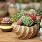 Bonsai Flowers Indoor Succulents Plant - 100 Seeds Bonsai Flowers Indoor Succulents Plant - 100 Seeds