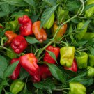 Bell Pepper 'Cajun Belle' Vegetable - 20 Seeds