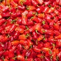 Bell Pepper 'Cajun Belle' Vegetable - 20 Seeds