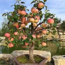 Bonsai Apple Tree Garden Yard Outdoor Living Fruit Plant - 10 Seeds Bonsai Apple Tree Garden Yard Outdoor Living Fruit Plant - 10 Seeds