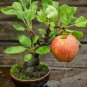 Bonsai Apple Tree Garden Yard Outdoor Living Fruit Plant - 10 Seeds