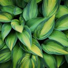 Bonsai Hosta Plants, Perennials Jardin Lily Flower Shade Hosta Flower - 100 Seed