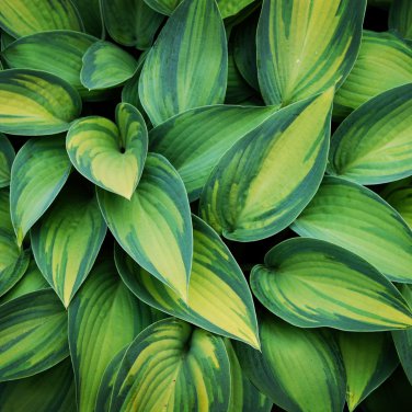Bonsai Hosta Plants, Perennials Jardin Lily Flower Shade Hosta Flower - 100 Seed