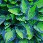 Bonsai Hosta Plants, Perennials Jardin Lily Flower Shade Hosta Flower - 100 Seed