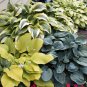 Bonsai Hosta Plants, Perennials Jardin Lily Flower Shade Hosta Flower - 100 Seed