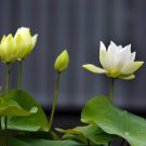 Big White Lotus Flower Nelumbo Pond Plants - 1 Seeds Big White Lotus Flower Nelumbo Pond Plants - 1 Seeds
