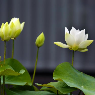 Big White Lotus Flower Nelumbo Pond Plants - 1 Seeds
