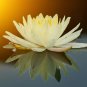 Big White Lotus Flower Nelumbo Pond Plants - 1 Seeds