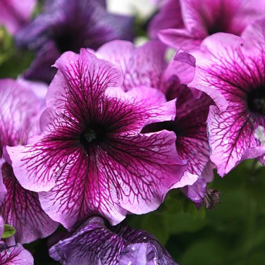 Bonsai Hanging Petunia Garden Petunia Mixed Color Potted Perennial Flower  - 200