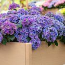 Bonsai Hydrangea Mixed Climbing Hydrangea Plants Flowers Garden - 50 Seeds Bonsai Hydrangea Mixed Climbing Hydrangea Plants Flowers Garden - 50 Seeds
