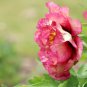 Big Blooming 'Bai Jiao' Pink Tree Peony Flower - 5 Seeds