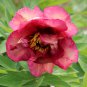 Big Blooming 'Bai Jiao' Pink Tree Peony Flower - 5 Seeds