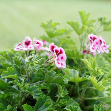 Bi-Colored Red White Univalve Geranium -  20 Seeds