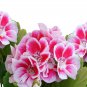 Bi-Colored Red White Univalve Geranium -  20 Seeds