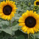 Big Sunflowers Flowers with Black Centre Ornamental Plant - 40 Seeds Big Sunflowers Flowers with Black Centre Ornamental Plant - 40 Seeds