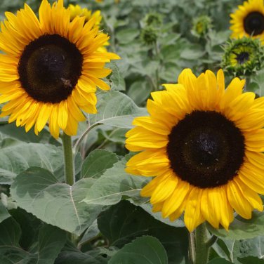 Big Sunflowers Flowers with Black Centre Ornamental Plant - 40 Seeds