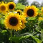 Big Sunflowers Flowers with Black Centre Ornamental Plant - 40 Seeds