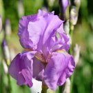 Big Blooming Marginal Bog Water Plant Purple Iris - 20 Seeds Big Blooming Marginal Bog Water Plant Purple Iris - 20 Seeds