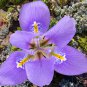 Big Blooming Marginal Bog Water Plant Purple Iris - 20 Seeds