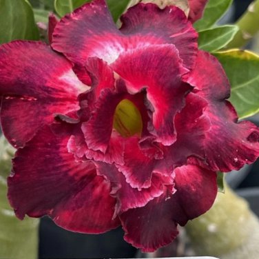 Black to white to red Adenium Flower - 2 Seeds