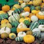 Bi-colored Ornamental Pumpkin with Five Pairs Edges Cucurbita - 8 Seeds