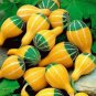 Bi-colored Ornamental Pumpkin with Five Pairs Edges Cucurbita - 8 Seeds
