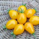 Big Yellow 'Pear' Tomato with Red End - 150 Seeds