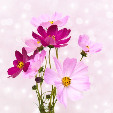 Big Blooming Purple Cosmos Flower - 10 Seeds