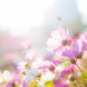 Big Blooming Purple Cosmos Flower - 10 Seeds